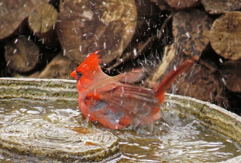 cardinal2