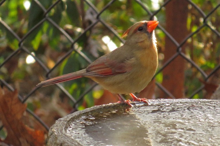 cardinal2