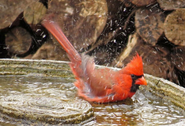 cardinal4