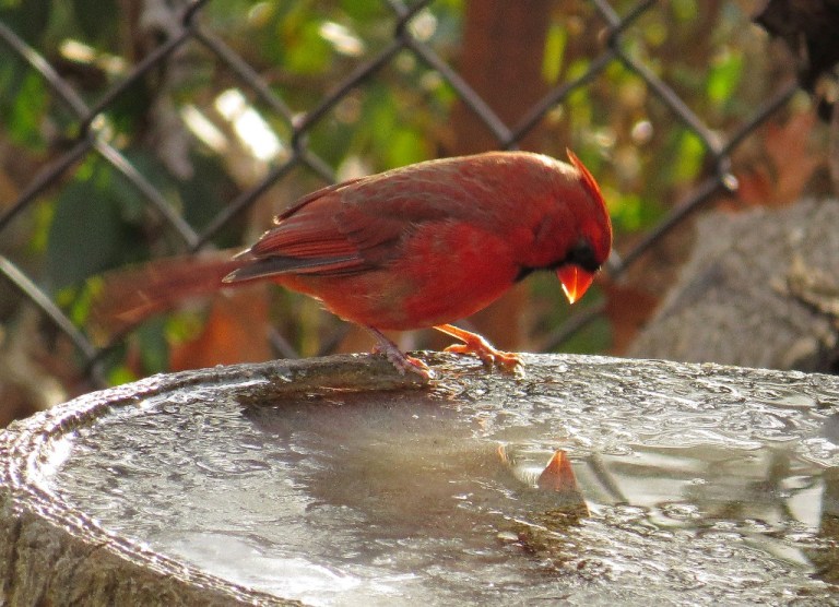 cardinal4