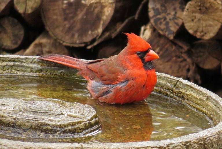 cardinal5
