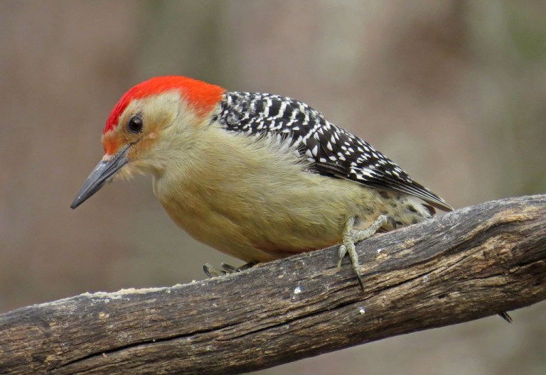 Male Red-bellied Woodpecker. Black, white and red are always the latest fashion.