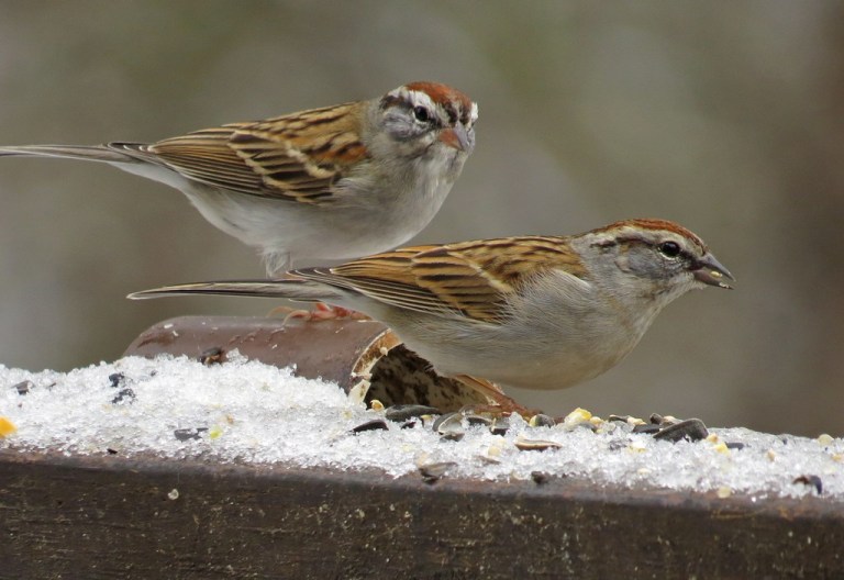 sparrows
