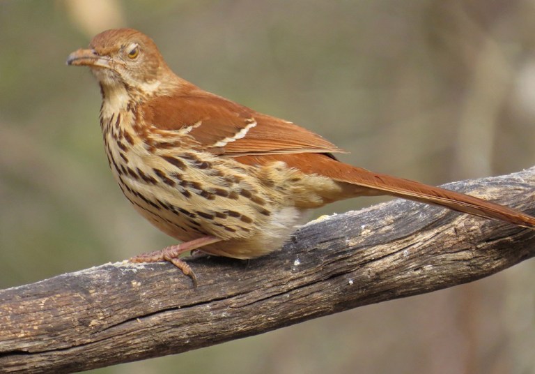 I had to include another Brown Thrasher. He is giving me the evil eye, like I am the paparazzi.
