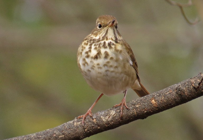 thrush2