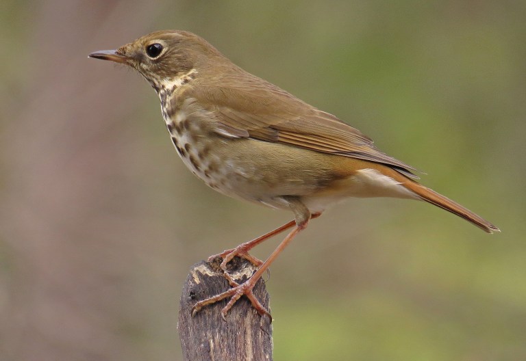 thrush7