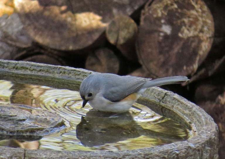 titmouse