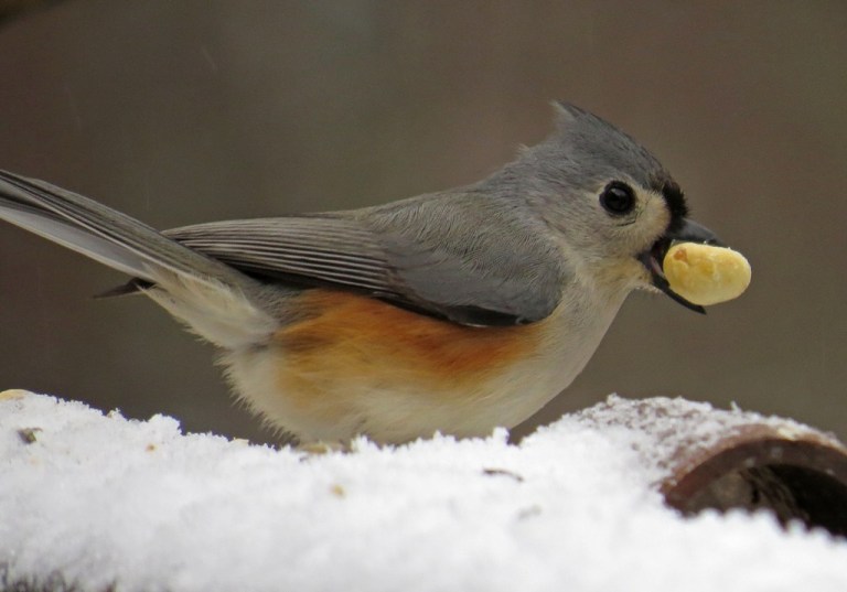 titmouse