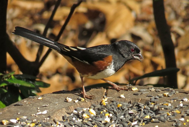 towhee1
