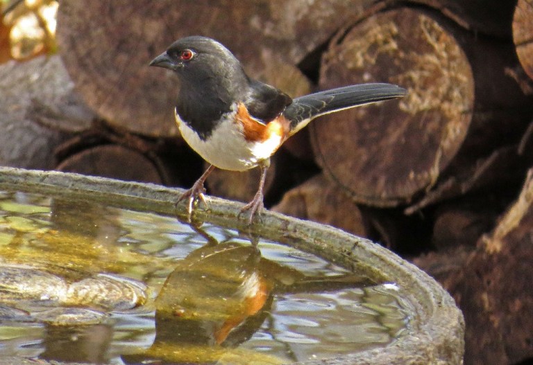 towhee2
