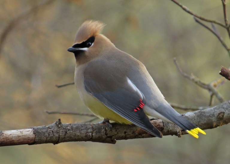 waxwing1