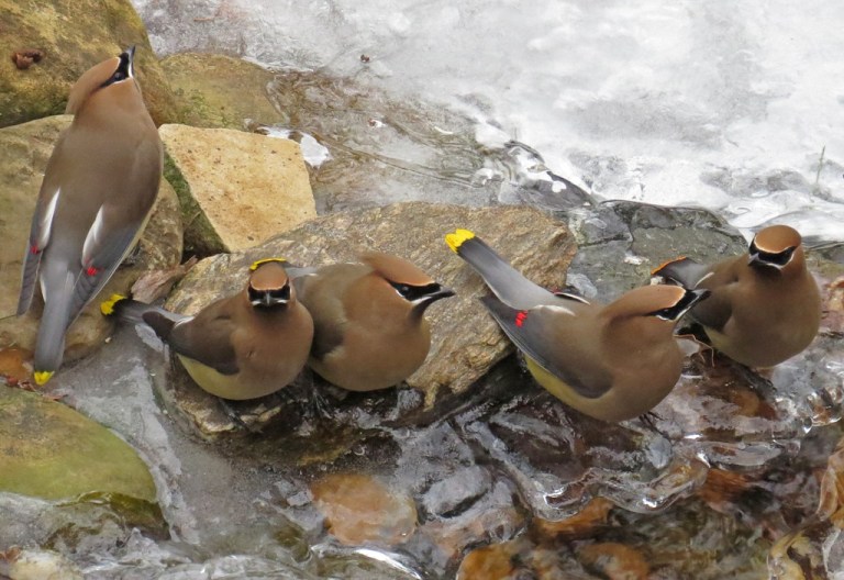 waxwing2