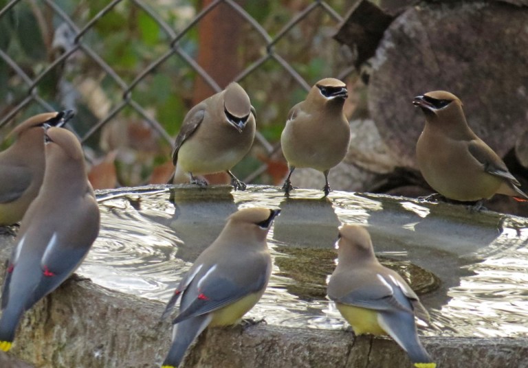 waxwing3