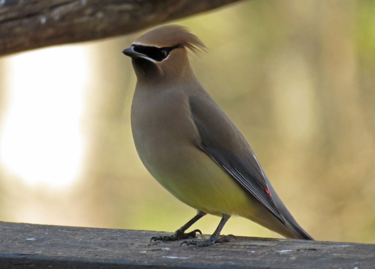 waxwing4