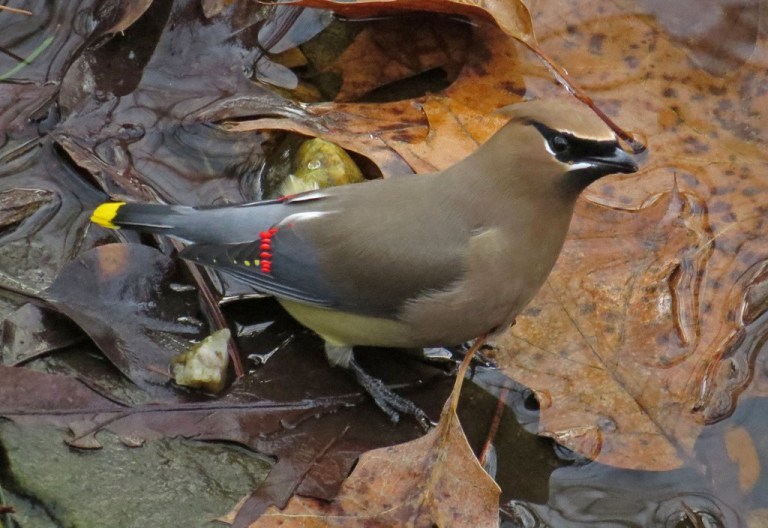 waxwing5