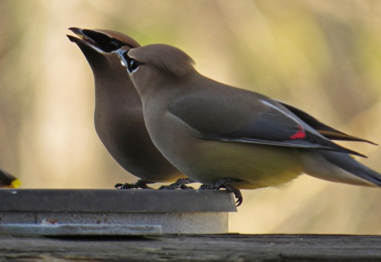 waxwing6