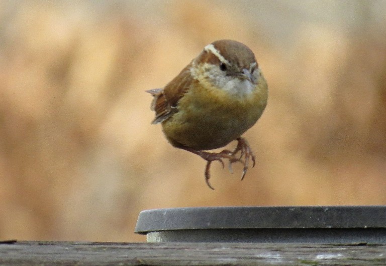 wren3