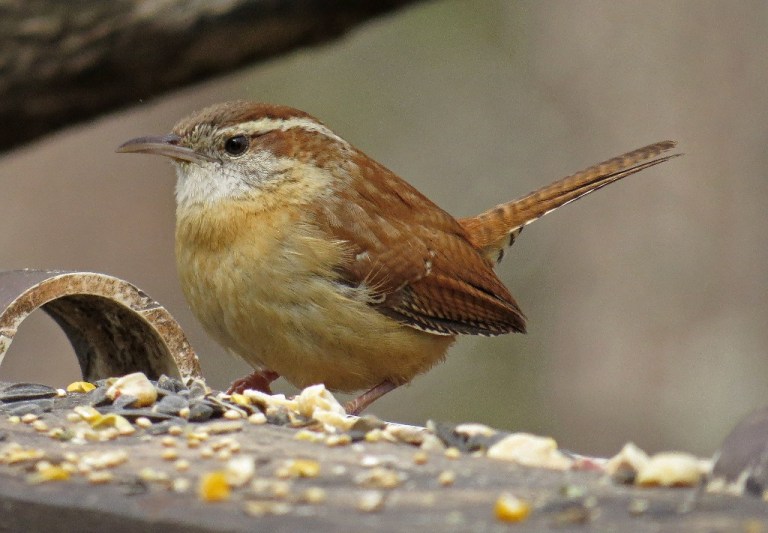 wren6