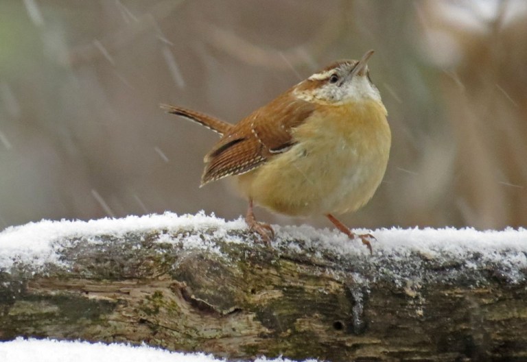 wren