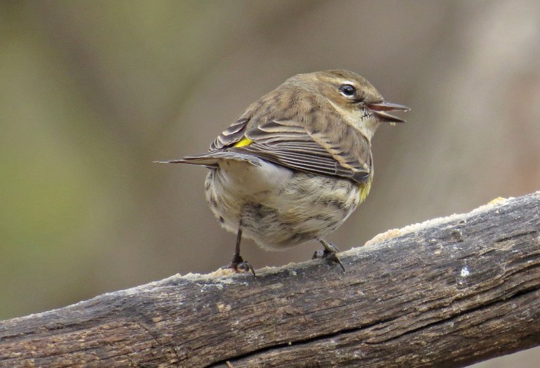 A Yellow-rumped Warbler packing in some protein. Like I said in my last post, they always have that mischievous look in their eye.