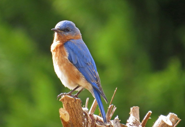 bluebird1