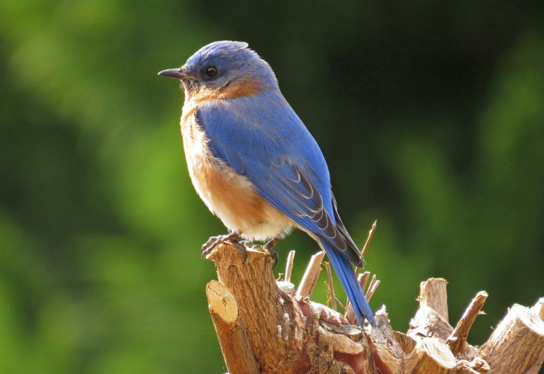 bluebird3