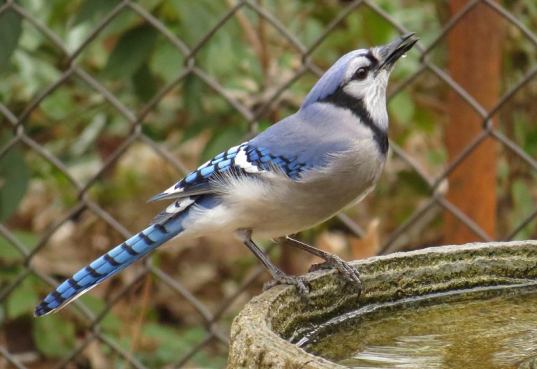 bluejay