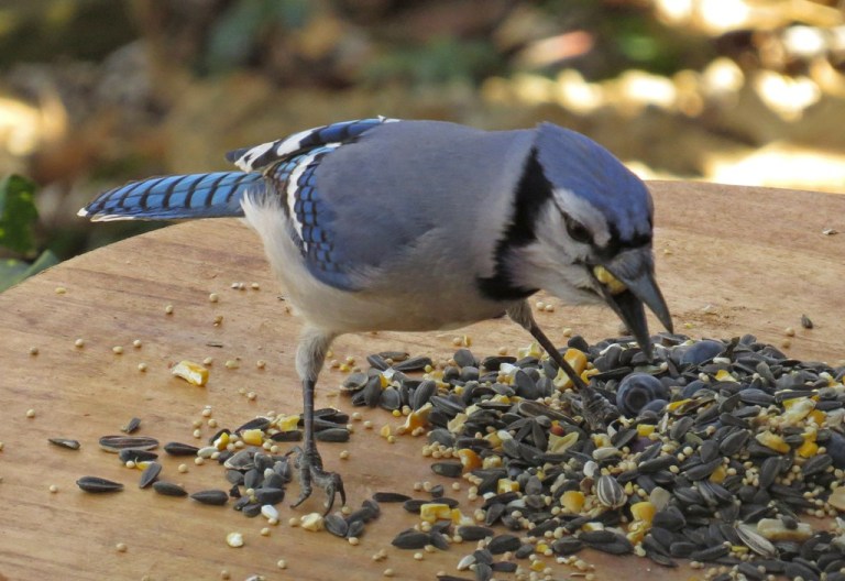 bluejay2