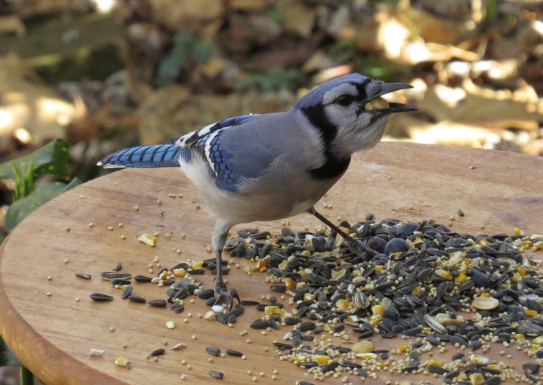 bluejay3