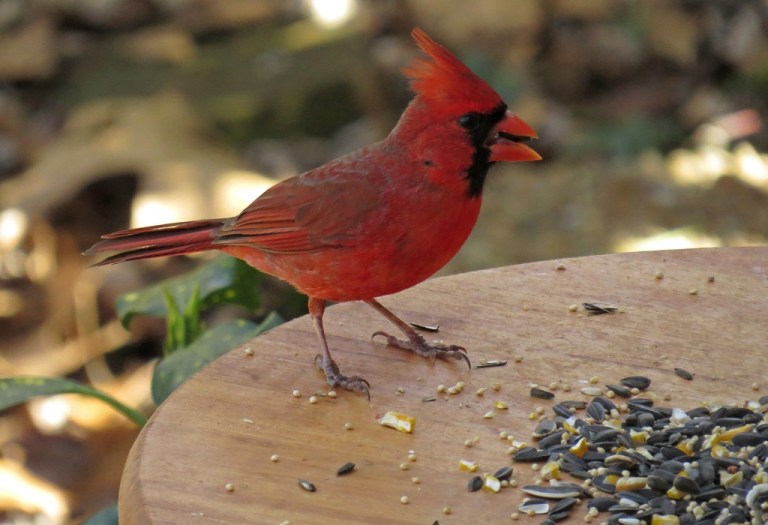cardinal