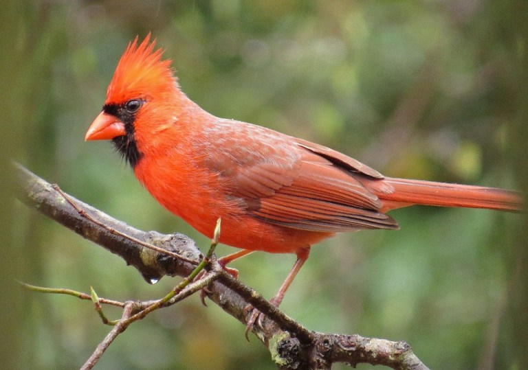 cardinal3