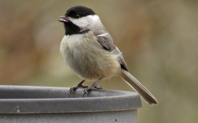 chickadee