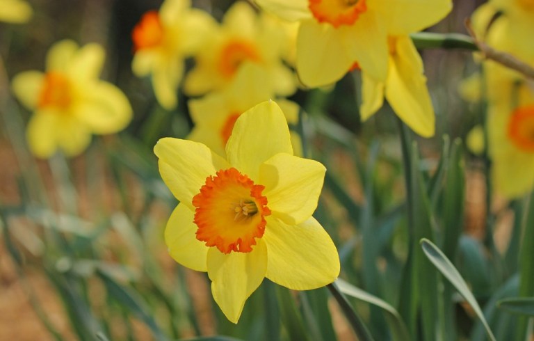 daffodil2