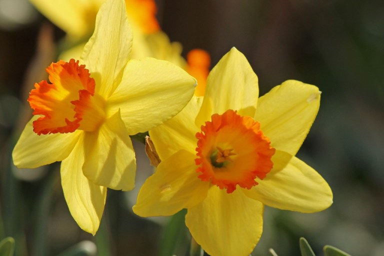 daffodil3
