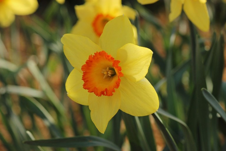 daffodil4