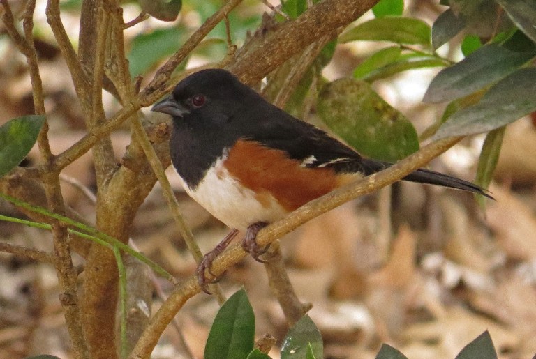 maletowhee