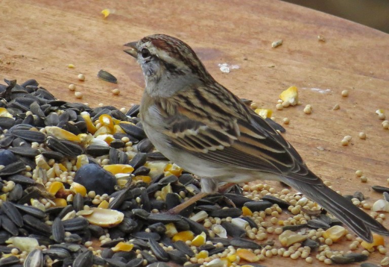 sparrow