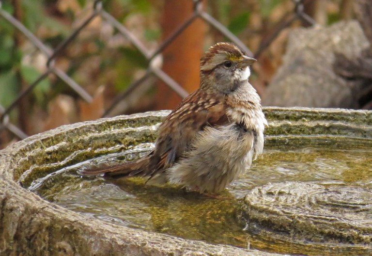 sparrow2