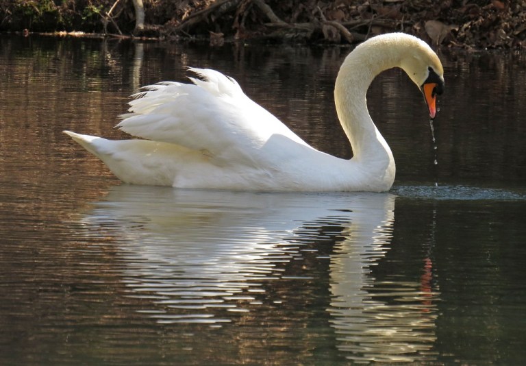 swan2