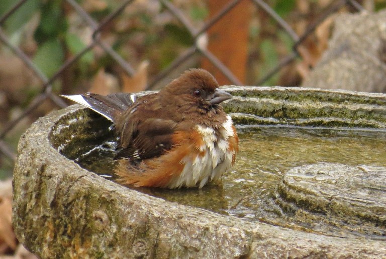 towhee3