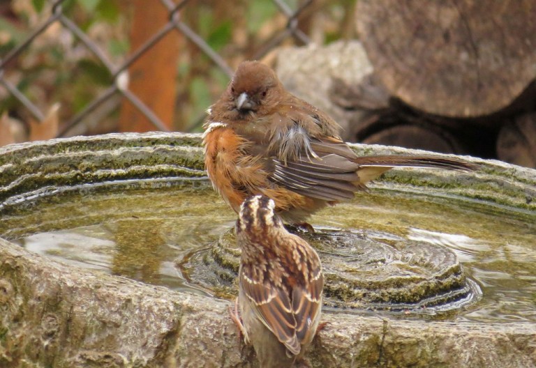 towhee4