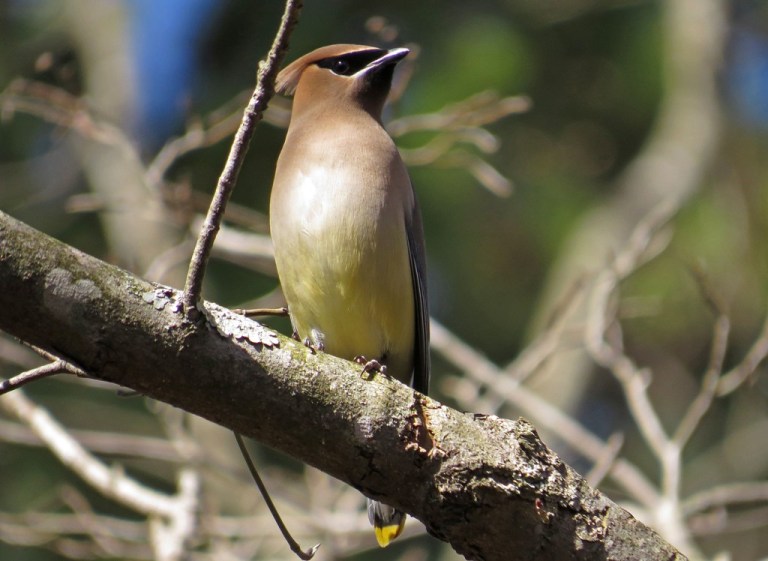 waxwing10