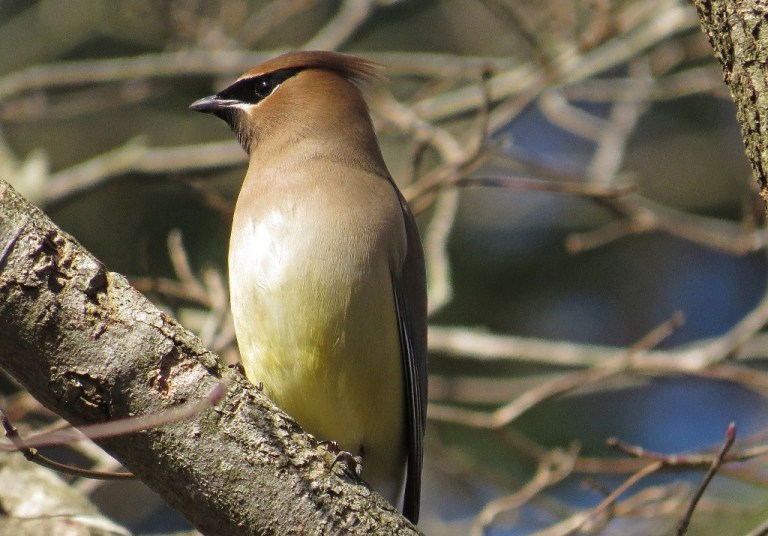 waxwing1