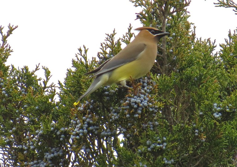 waxwing2