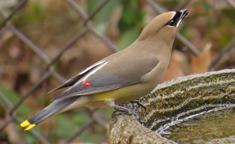 waxwing2