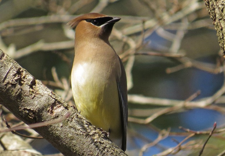 waxwing2