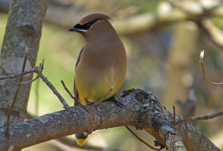 waxwing3