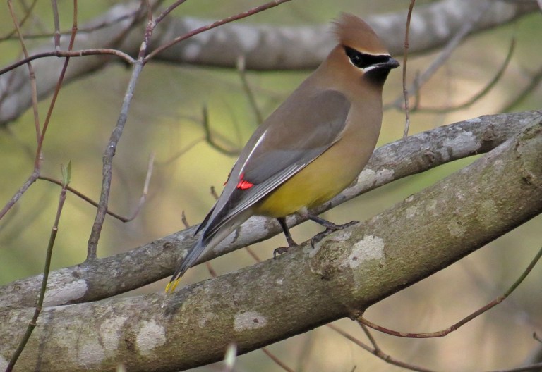 waxwing3