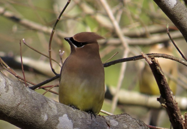 waxwing7