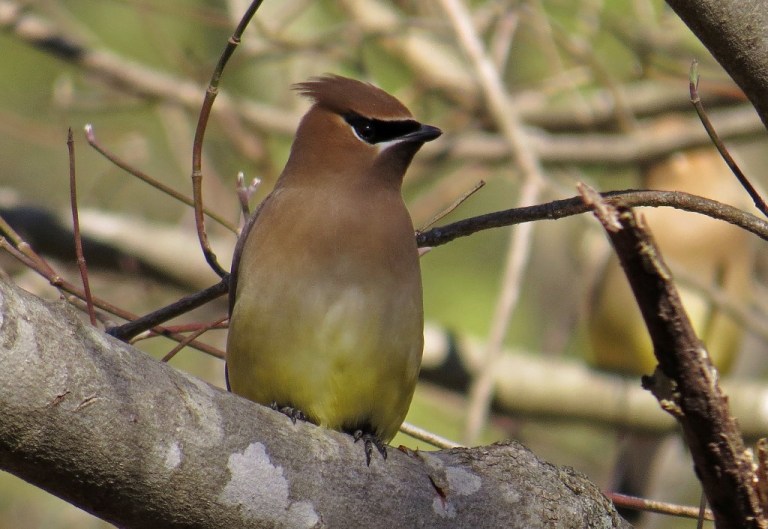 waxwing8